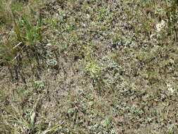 Image of Netted Popcorn-Flower