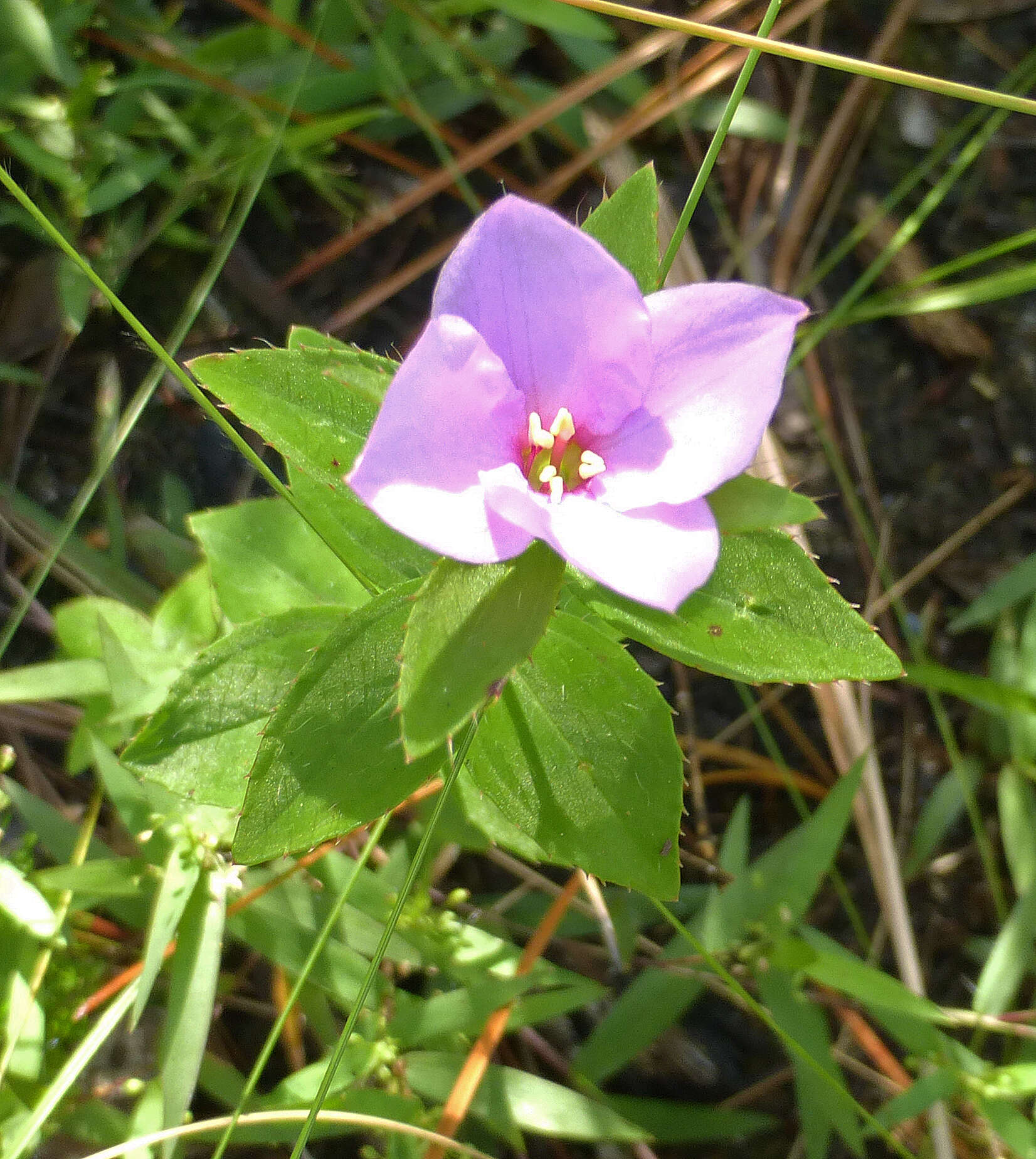 Imagem de Rhexia petiolata Walt.