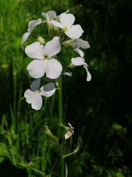 Imagem de Hesperis sibirica L.