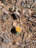 Image of Despain's Pincushion Cactus