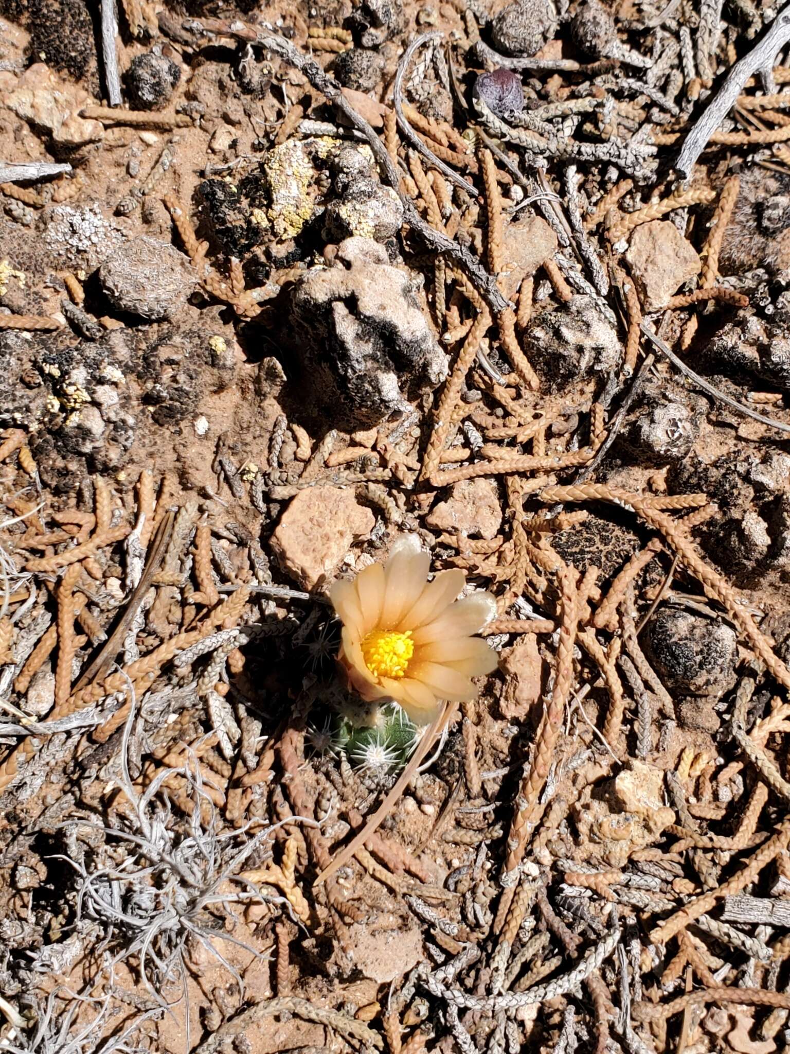 Image of Despain's Pincushion Cactus