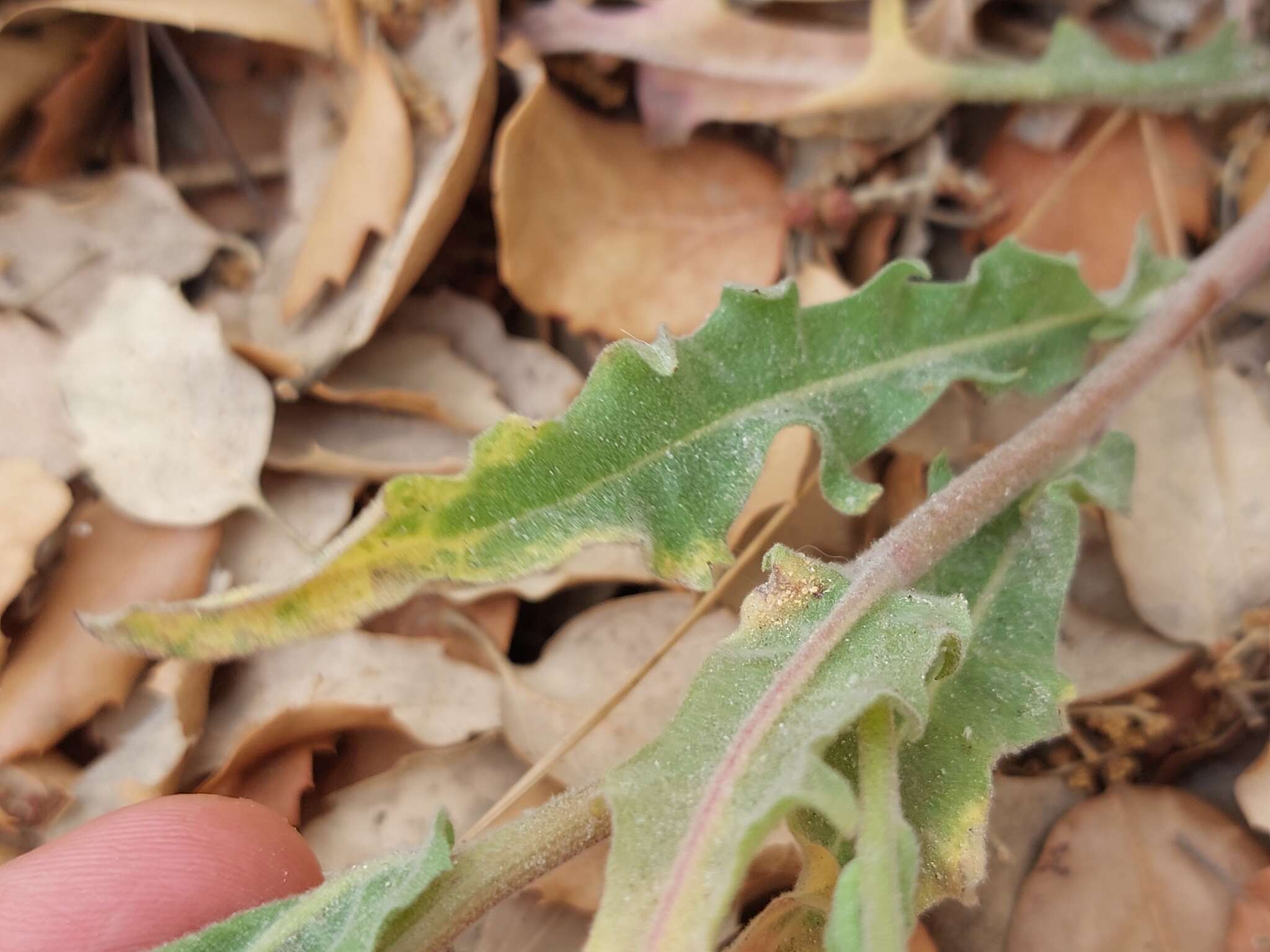 Image of Andryala arenaria (DC.) Boiss. & Reut.