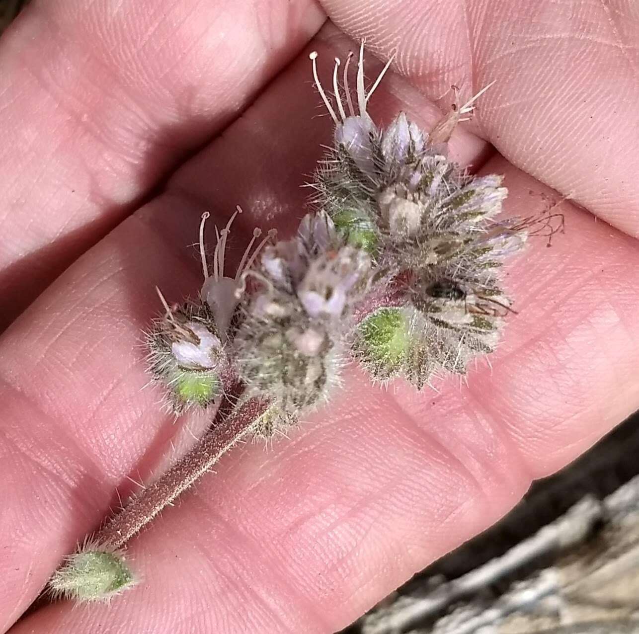 Phacelia mutabilis Greene的圖片