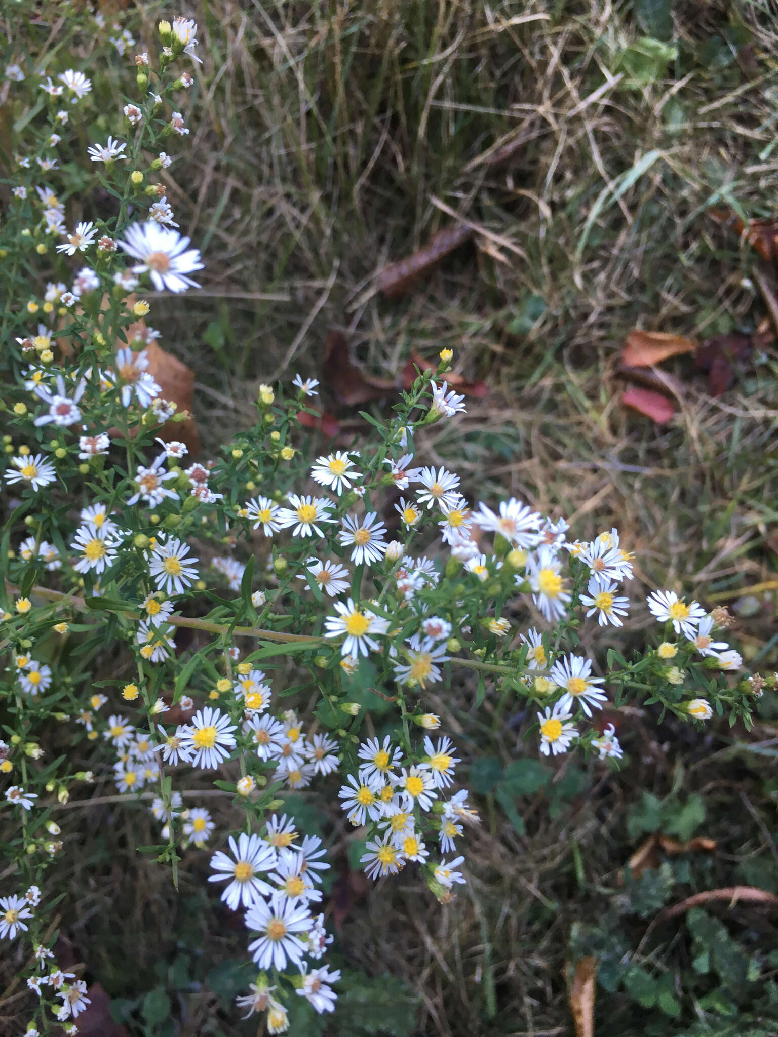 Image of hairy white oldfield aster