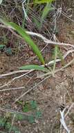 Image of Geissorhiza imbricata subsp. bicolor (N. E. Br.) Goldblatt