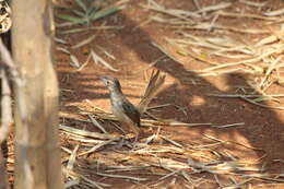 Image of Brown Prinia