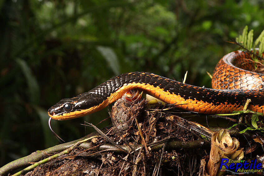 Image of Shropshire's Puffing Snake