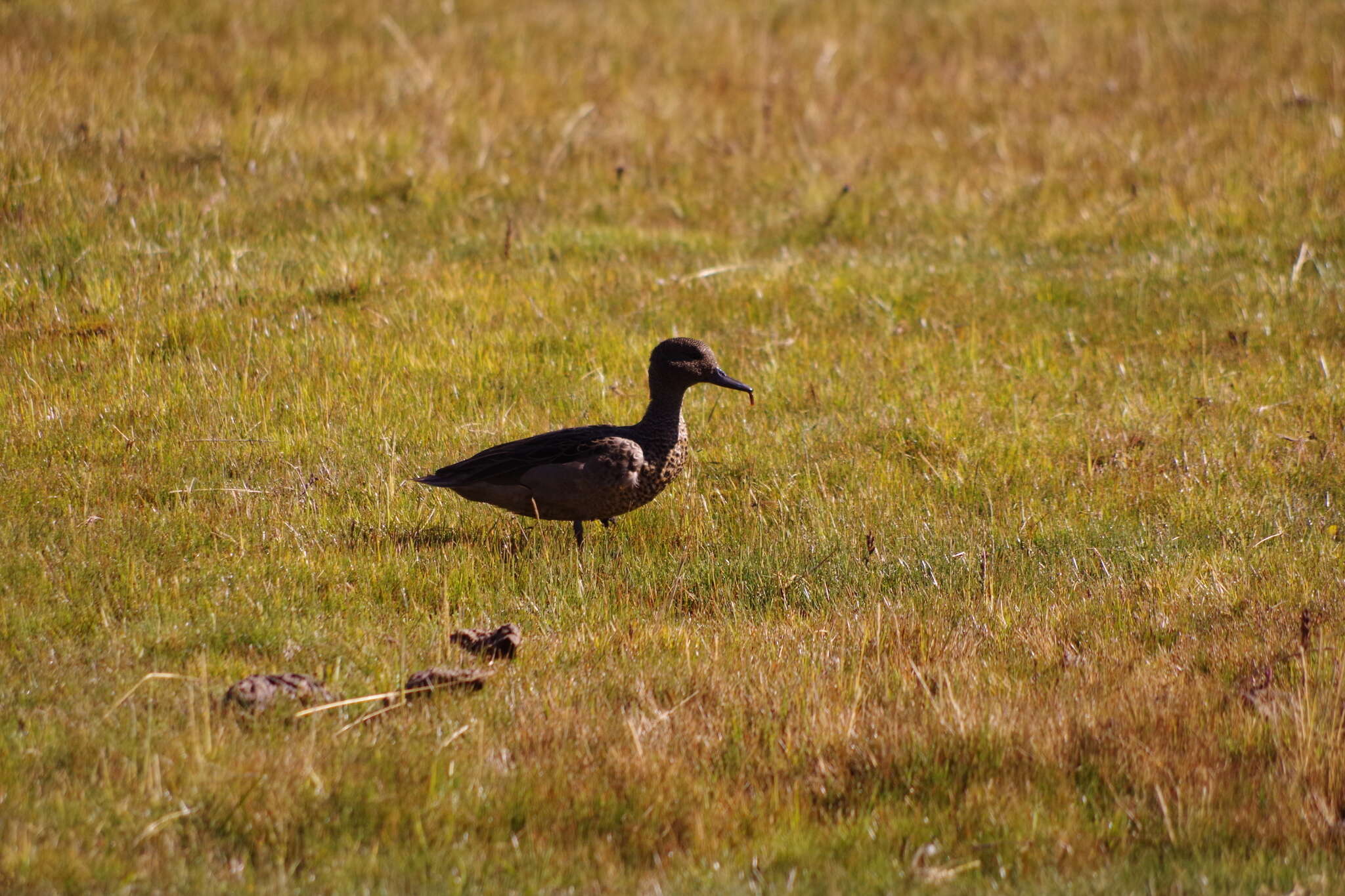 Image of Andean Teal