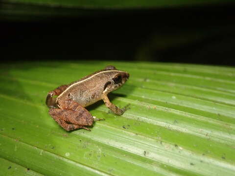 Слика од Craugastor persimilis (Barbour 1926)