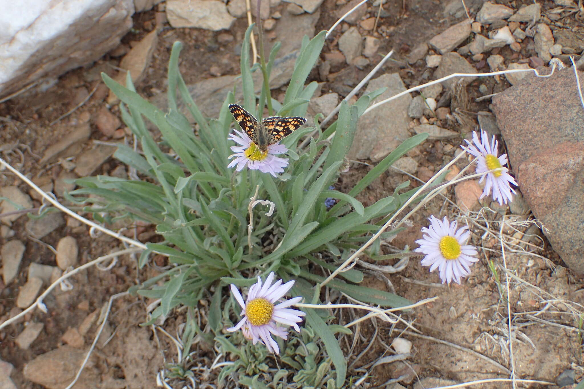 Sivun Erigeron vetensis Rydb. kuva