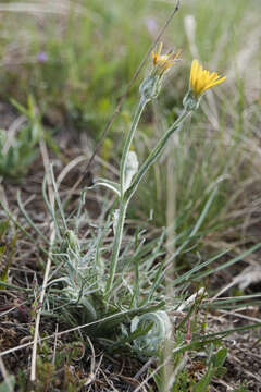 Image of Podospermum canum C. A. Mey.