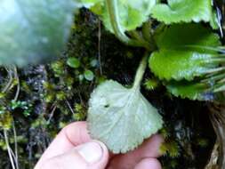 Imagem de Ourisia macrophylla subsp. lactea (L. B. Moore) Meudt