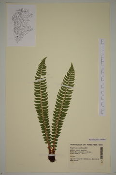 Image of hollyfern