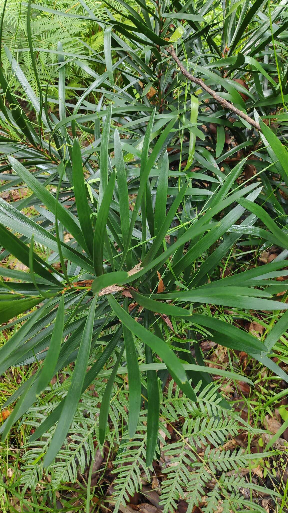 Image of Macrozamia fawcettii C. Moore