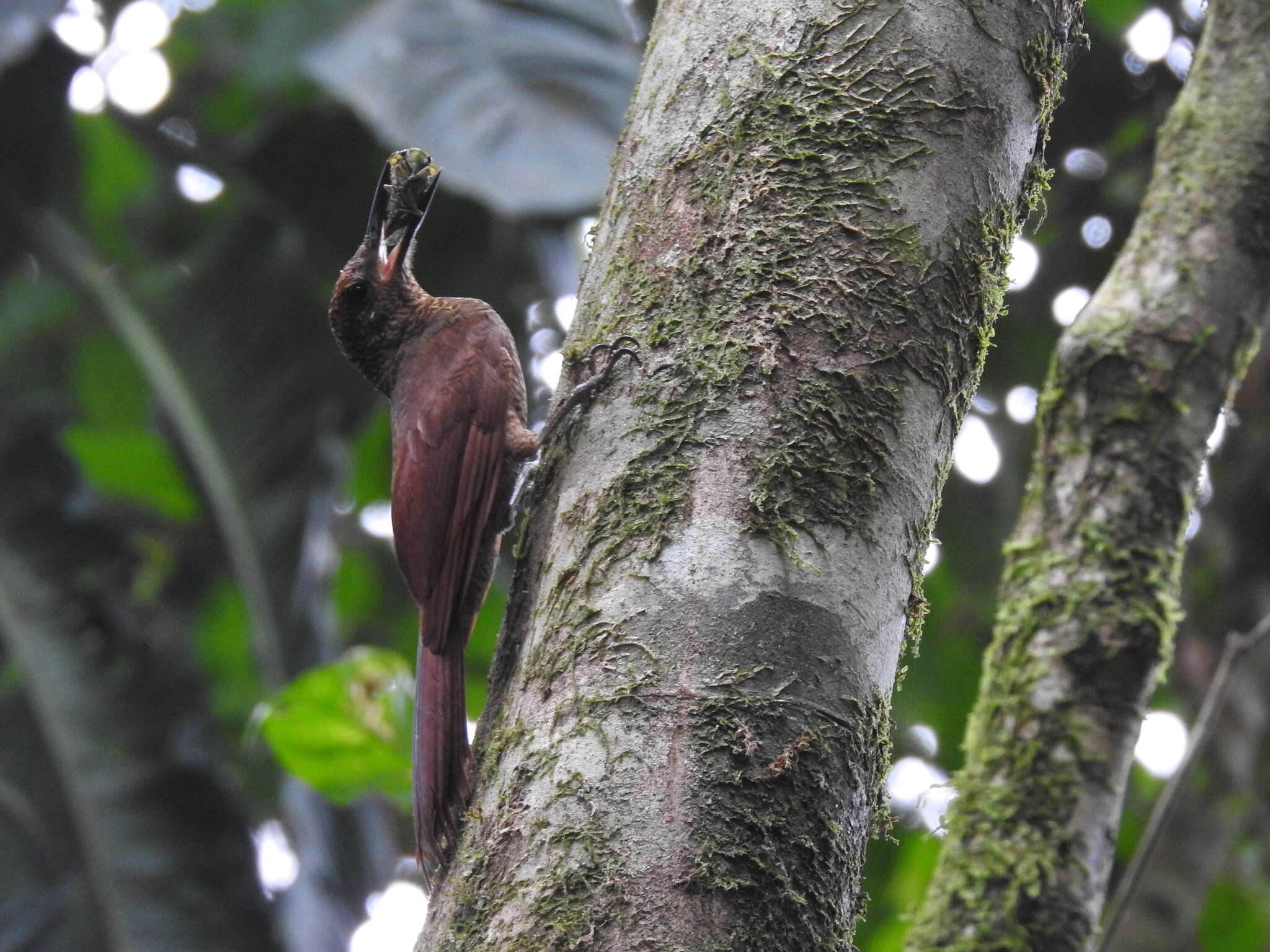 Image of Northern Barred Woodcreeper