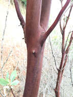 Image of bigberry manzanita