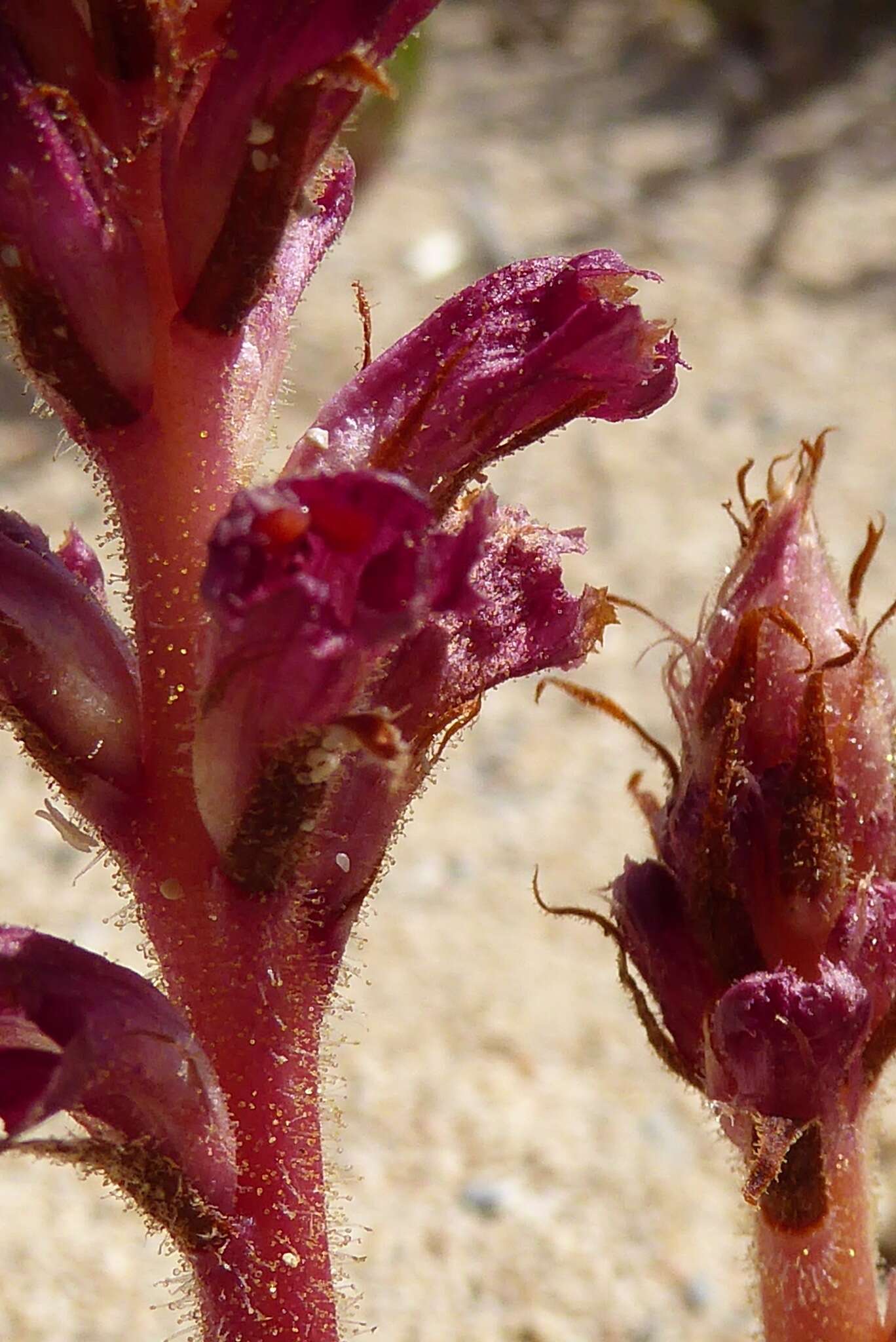 Orobanche sanguinea C. Presl的圖片