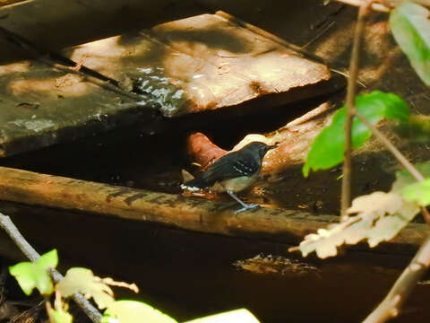 Image of Band-tailed Antbird