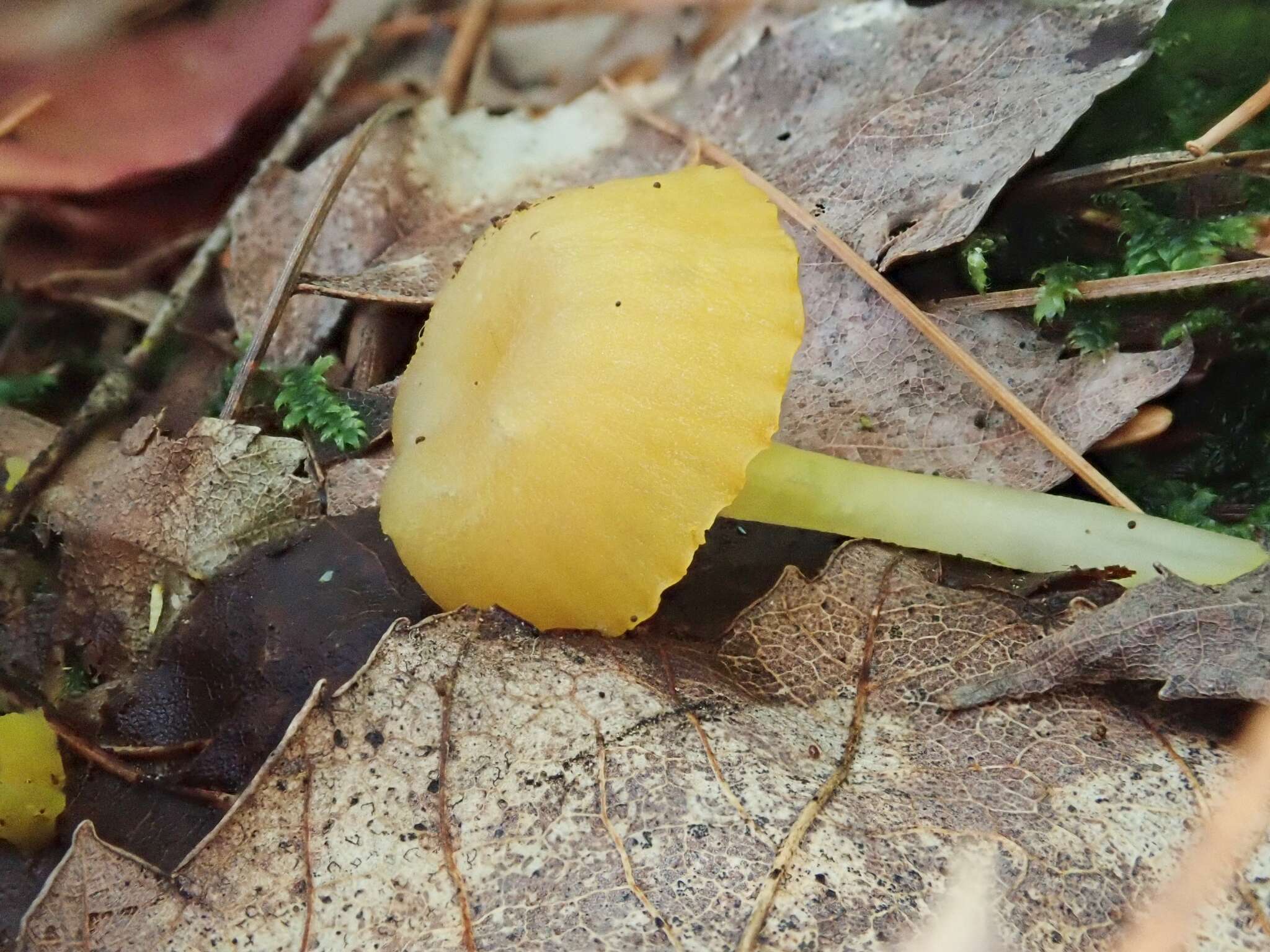 Hygrocybe chlorophana (Fr.) Wünsche 1877 resmi