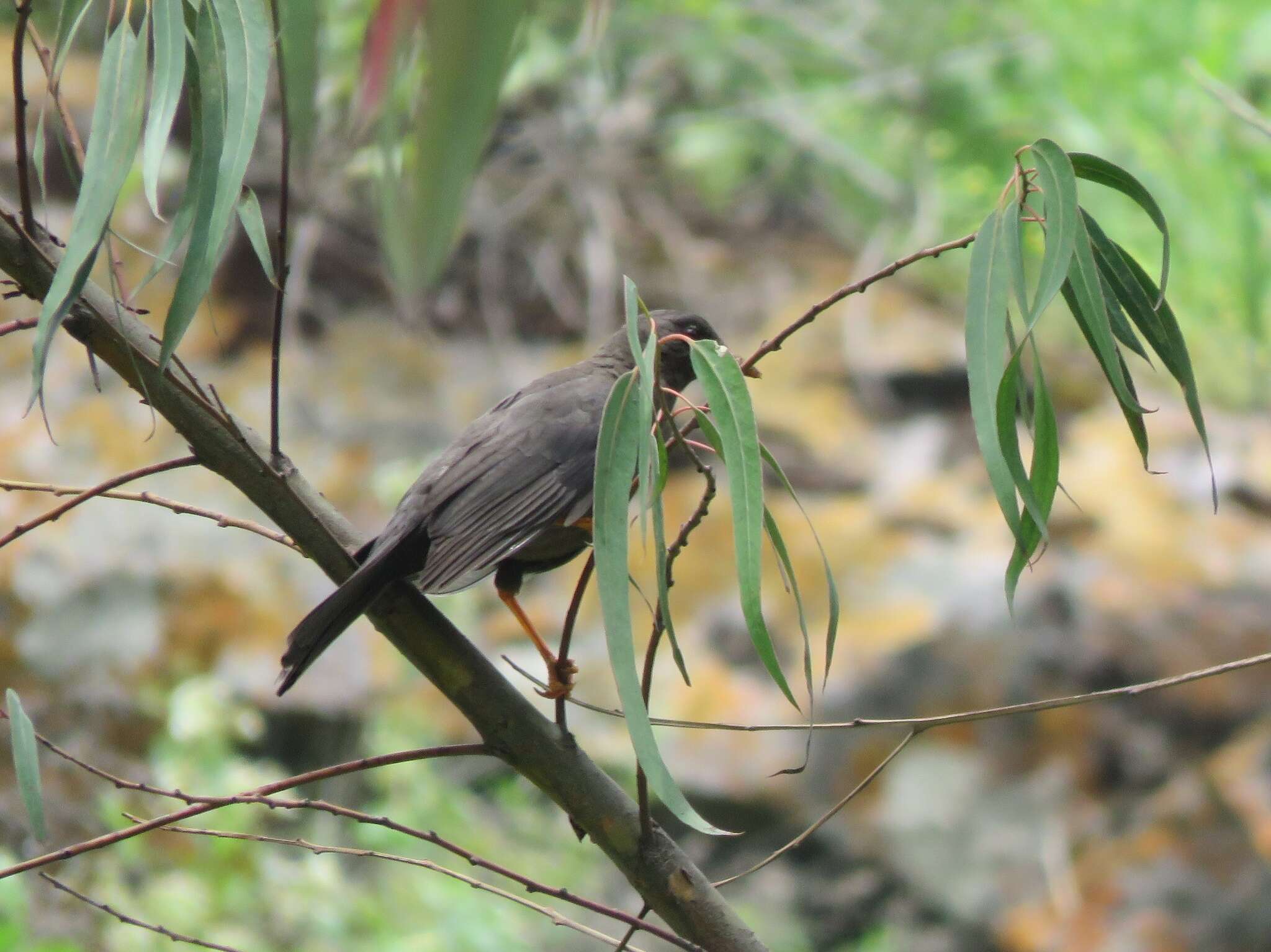 Turdus chiguanco d'Orbigny & Lafresnaye 1837 resmi