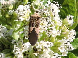 Image de Hypselonotus punctiventris Stål 1862