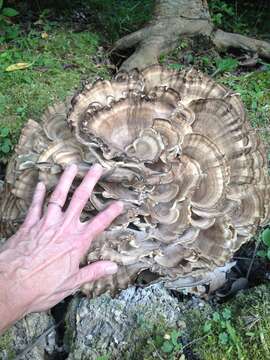 Image de Polypore de Sumstine