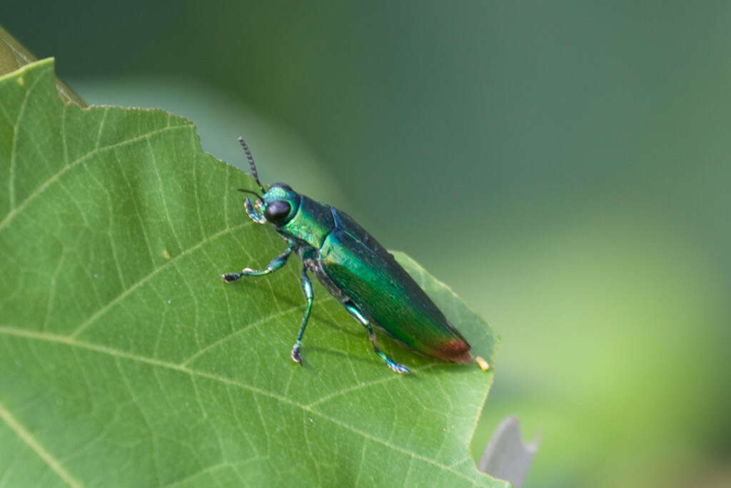 Image of Chrysochroa fulminans (Fabricius 1787)