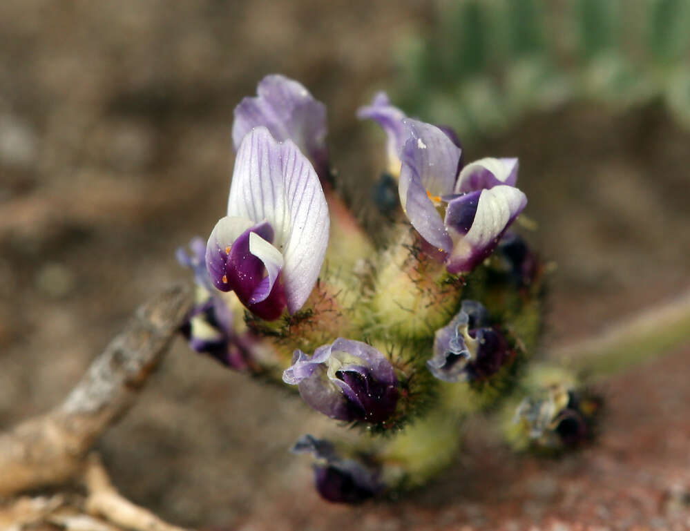 Imagem de Astragalus didymocarpus var. didymocarpus