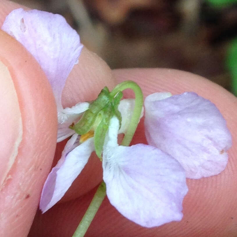 Image of alpine violet