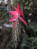 Image of Billbergia alfonsi-joannis Reitz