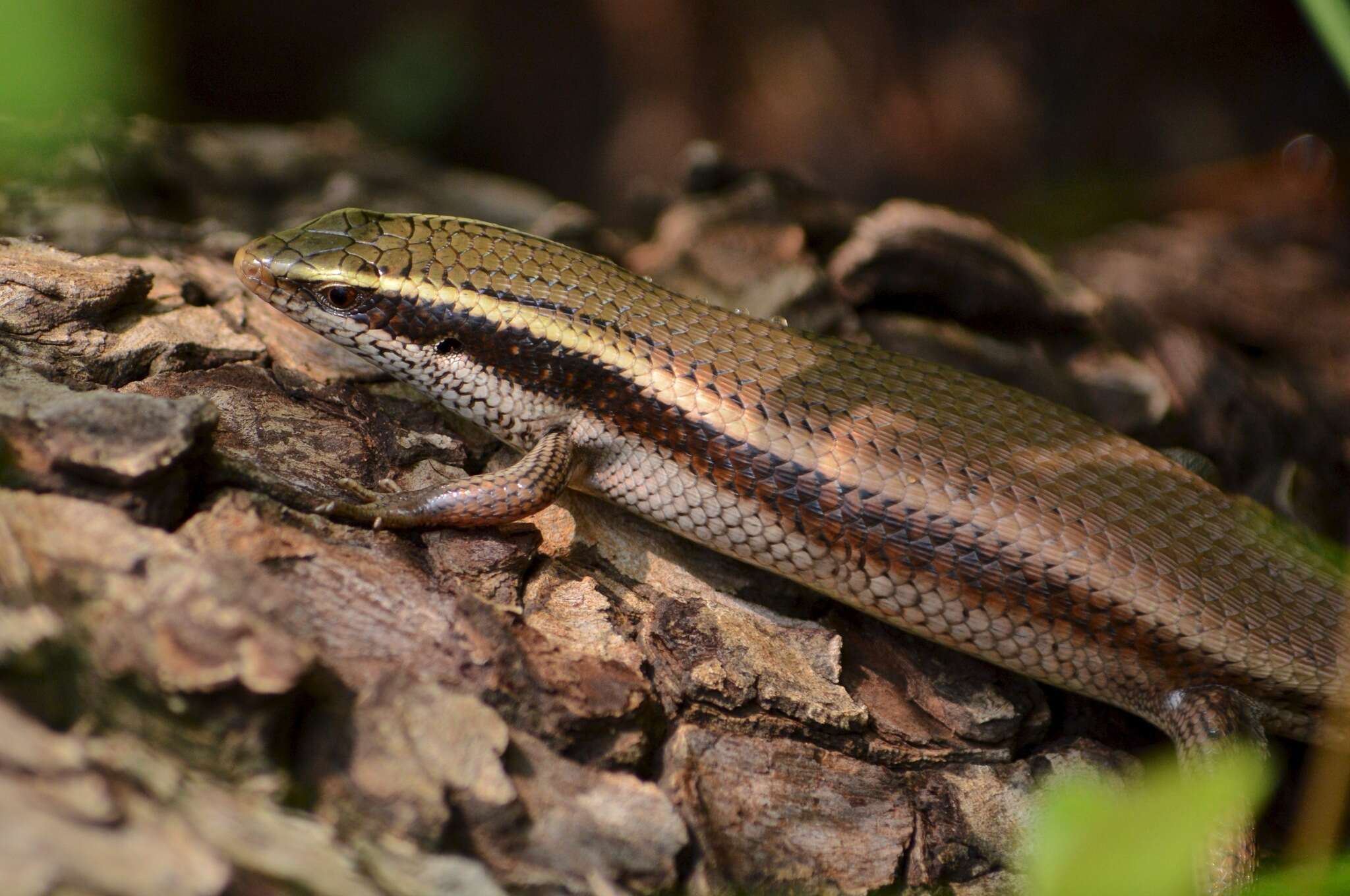 Imagem de Eutropis carinata (Schneider 1801)