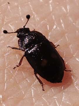 Image of Two-spotted Sap Beetle