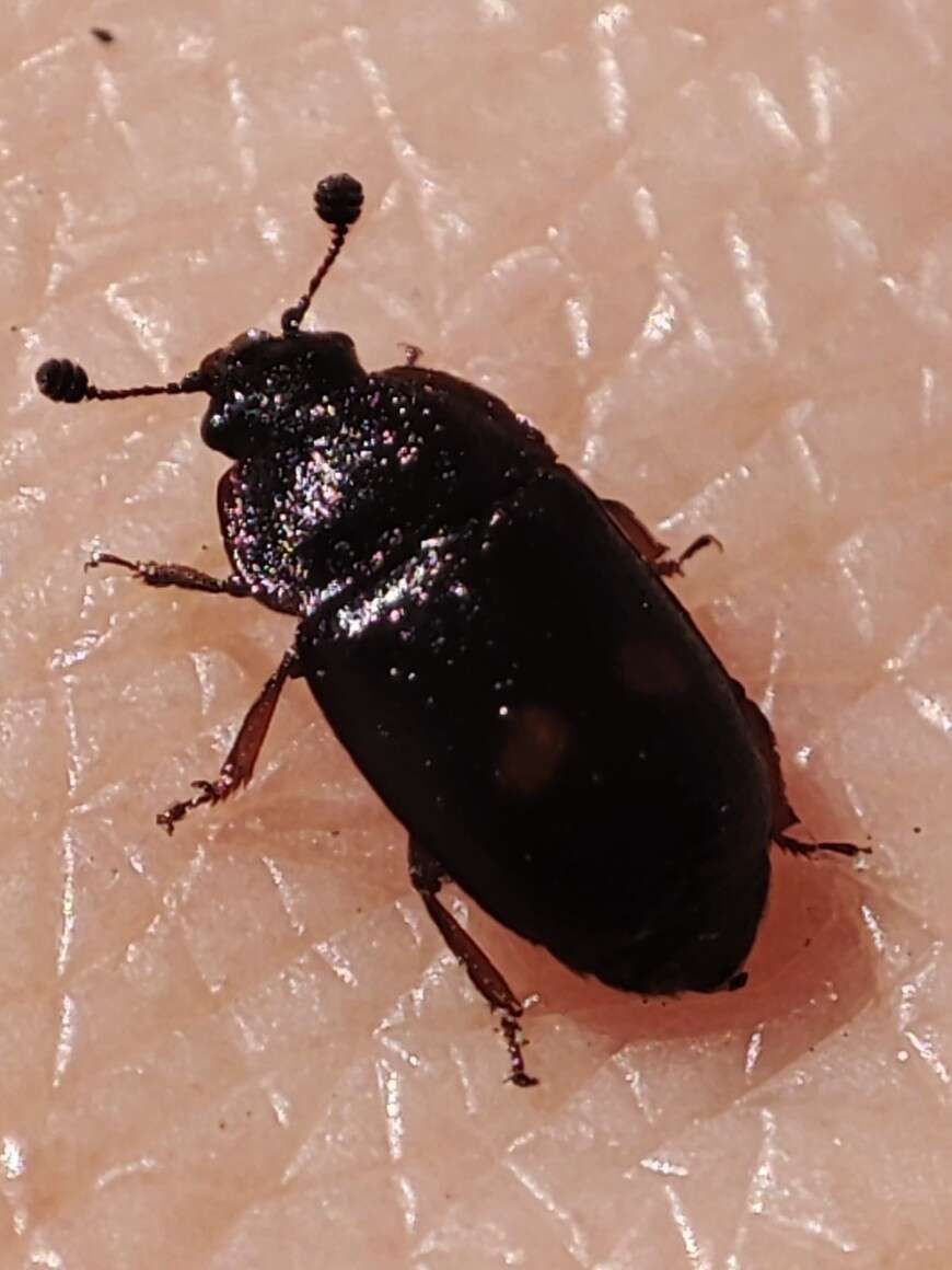 Imagem de Nitidula bipunctata (Linnaeus 1758)