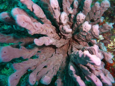 Image of Callyspongia azurea Fromont 1995