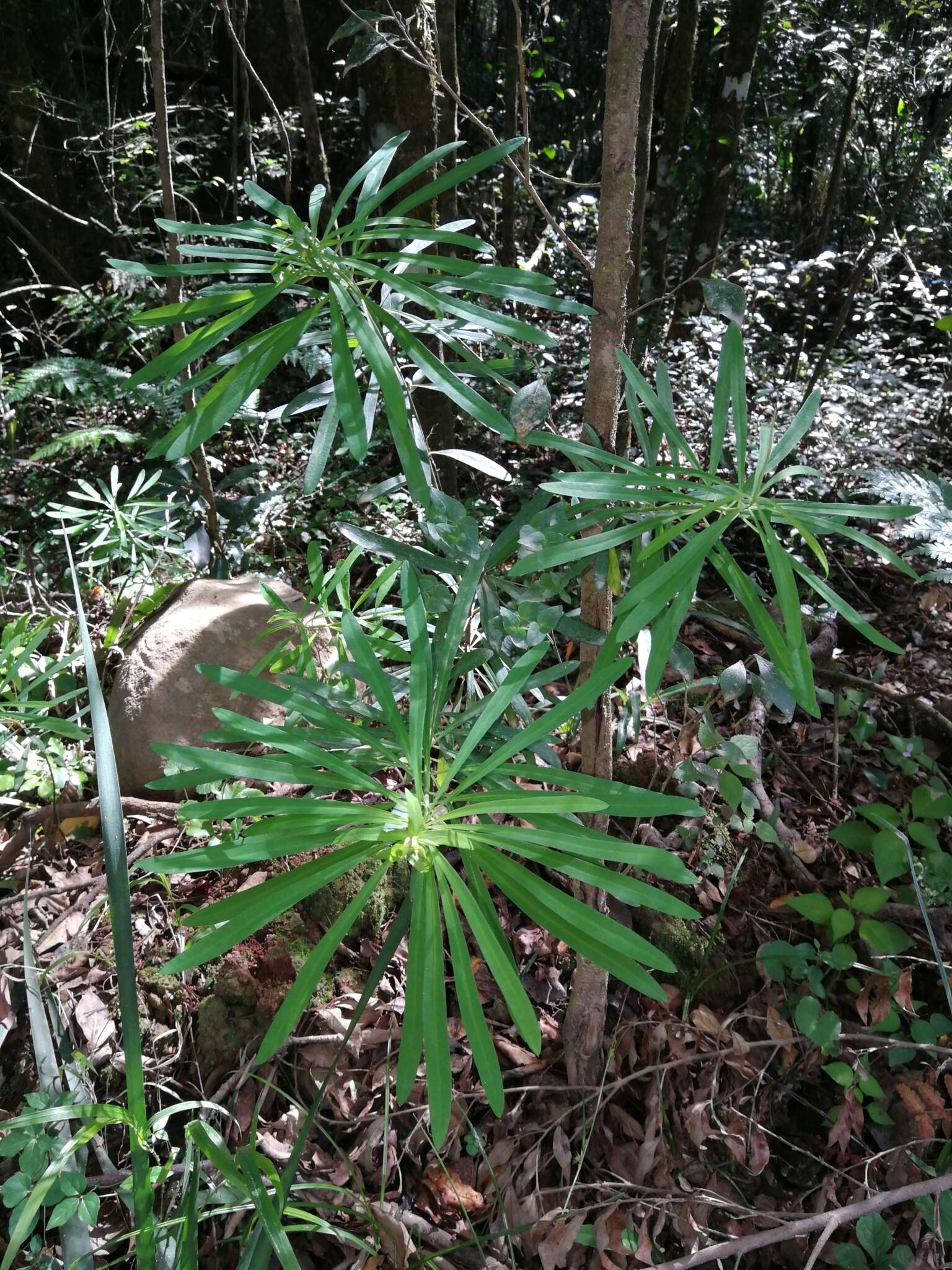 Image of Euphorbia kraussiana Bernh. ex C. Krauss