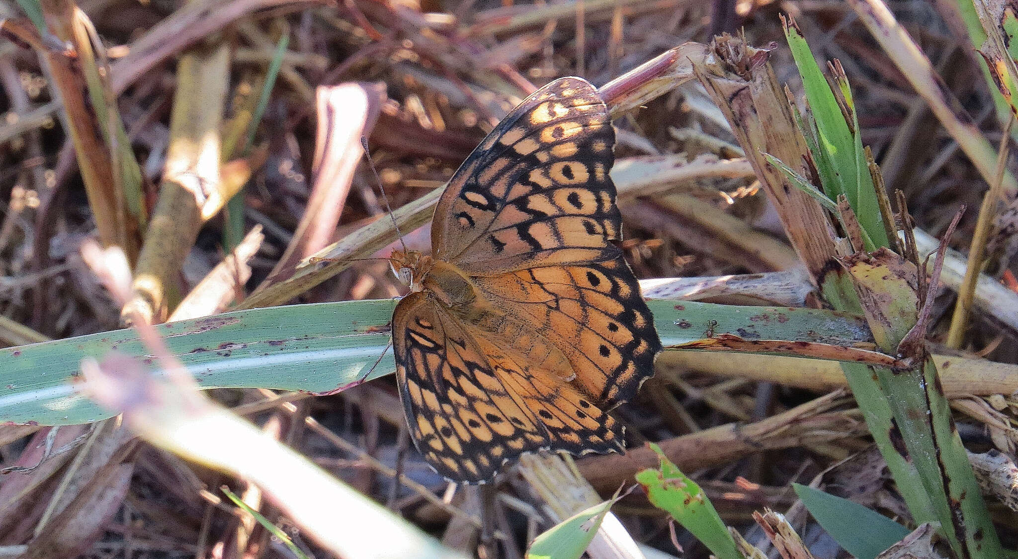 Image of Variegated Fritillary