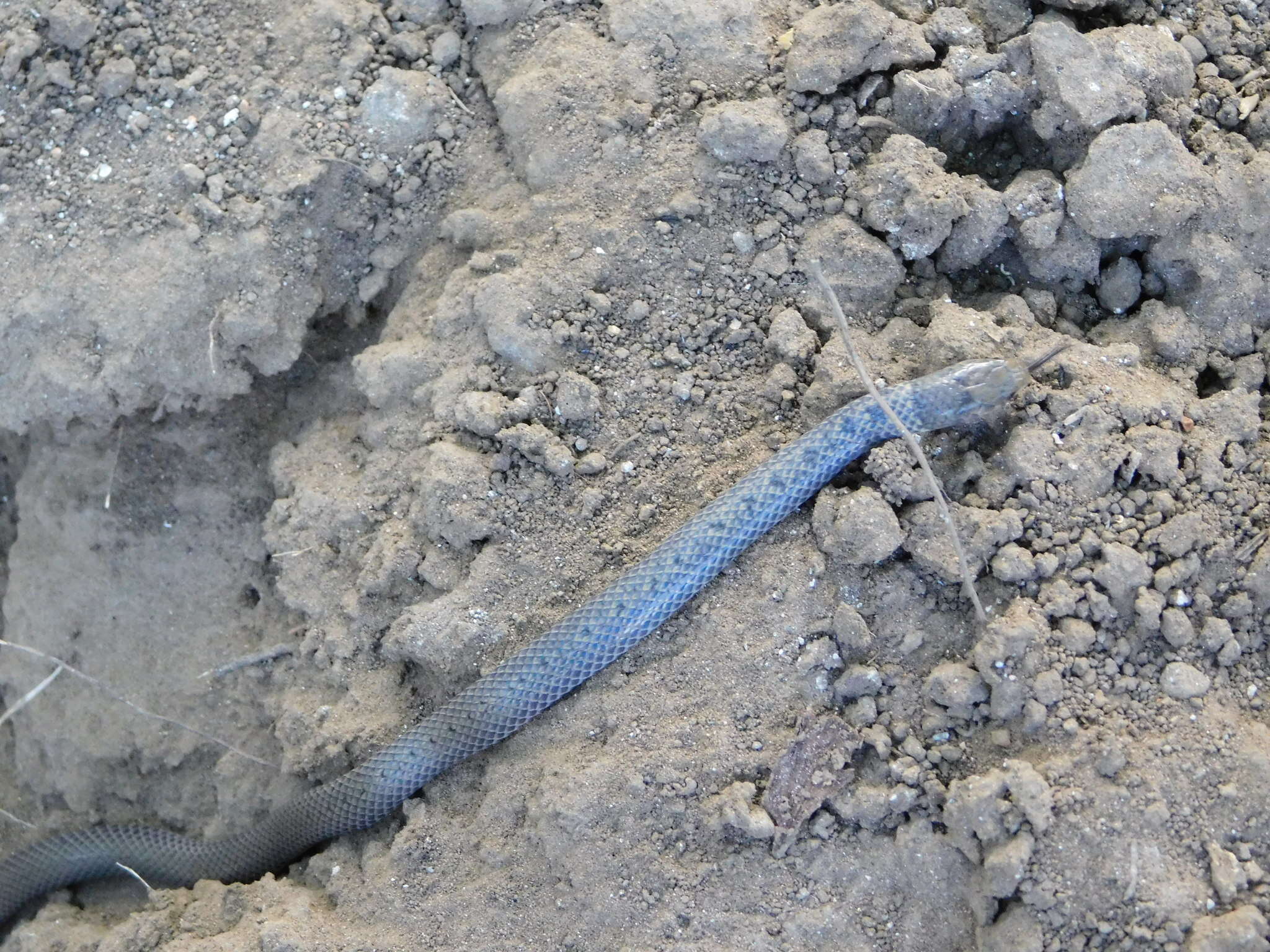 Image of Plumbeous or Reticulated Centipede Eater