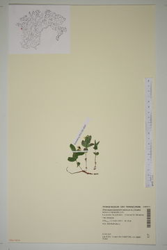 Image of Cornales