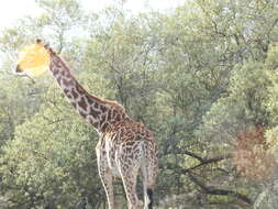 Image of Giraffa camelopardalis tippelskirchi Matschie 1898