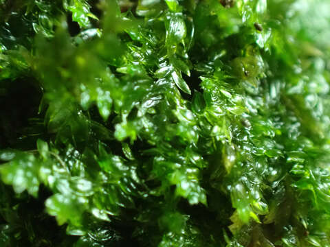 Image of toothed plagiothecium moss