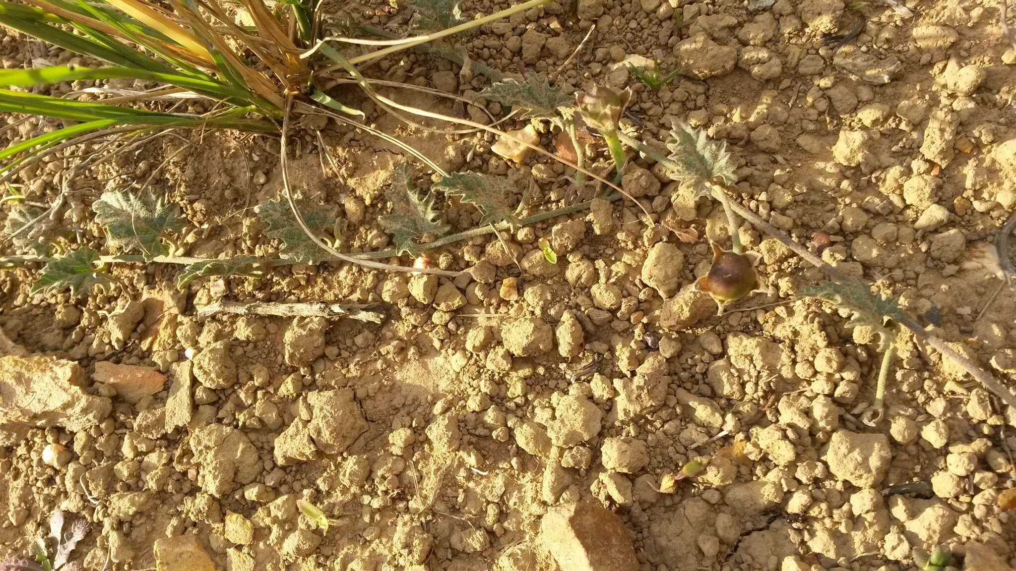 Image of Convolvulus capensis Burm. fil.