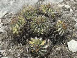 Image of Emory's barrel cactus