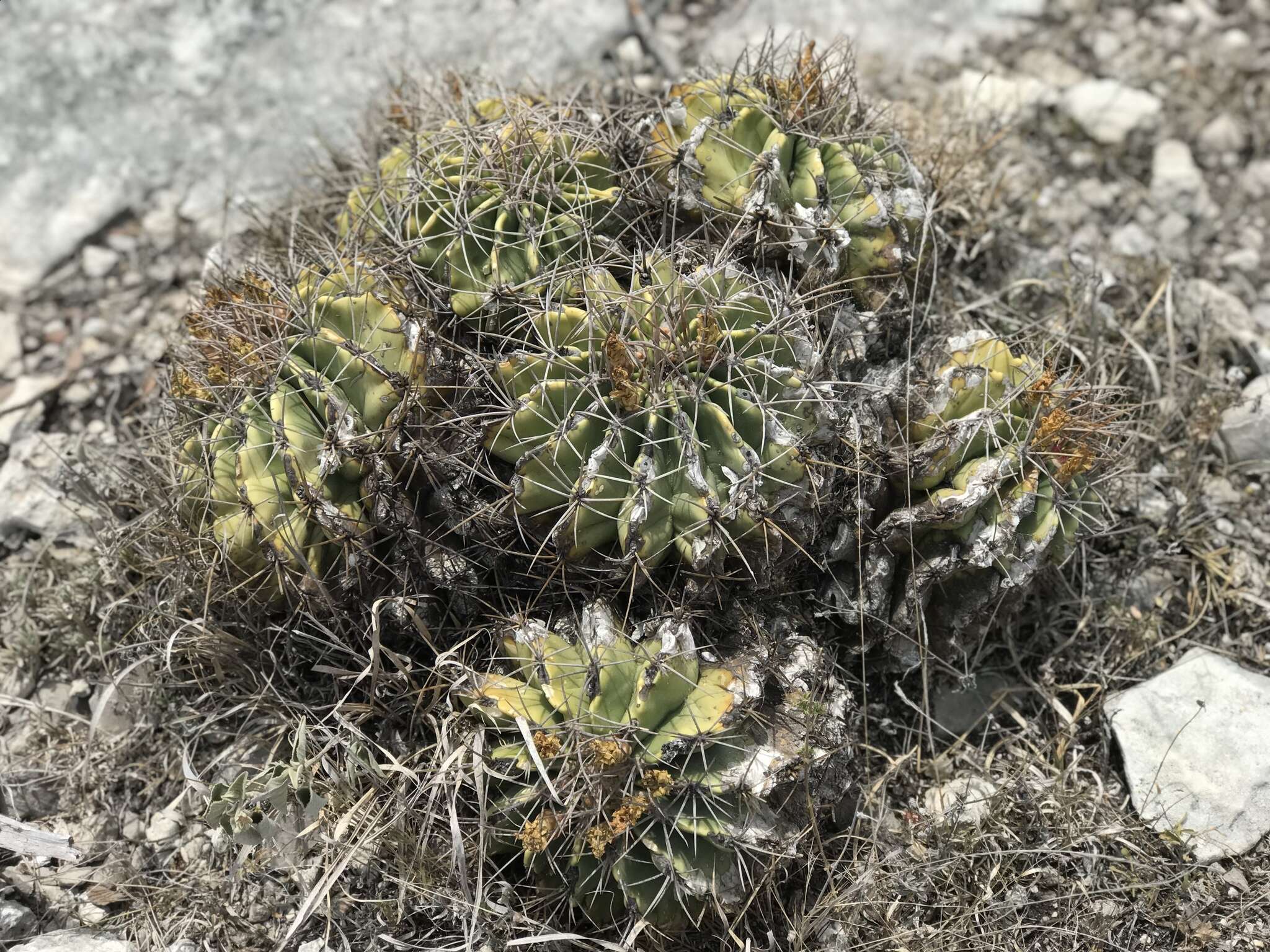 Image of Emory's barrel cactus