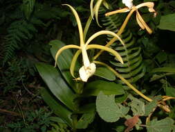 Image of Epidendrum lacustre Lindl.