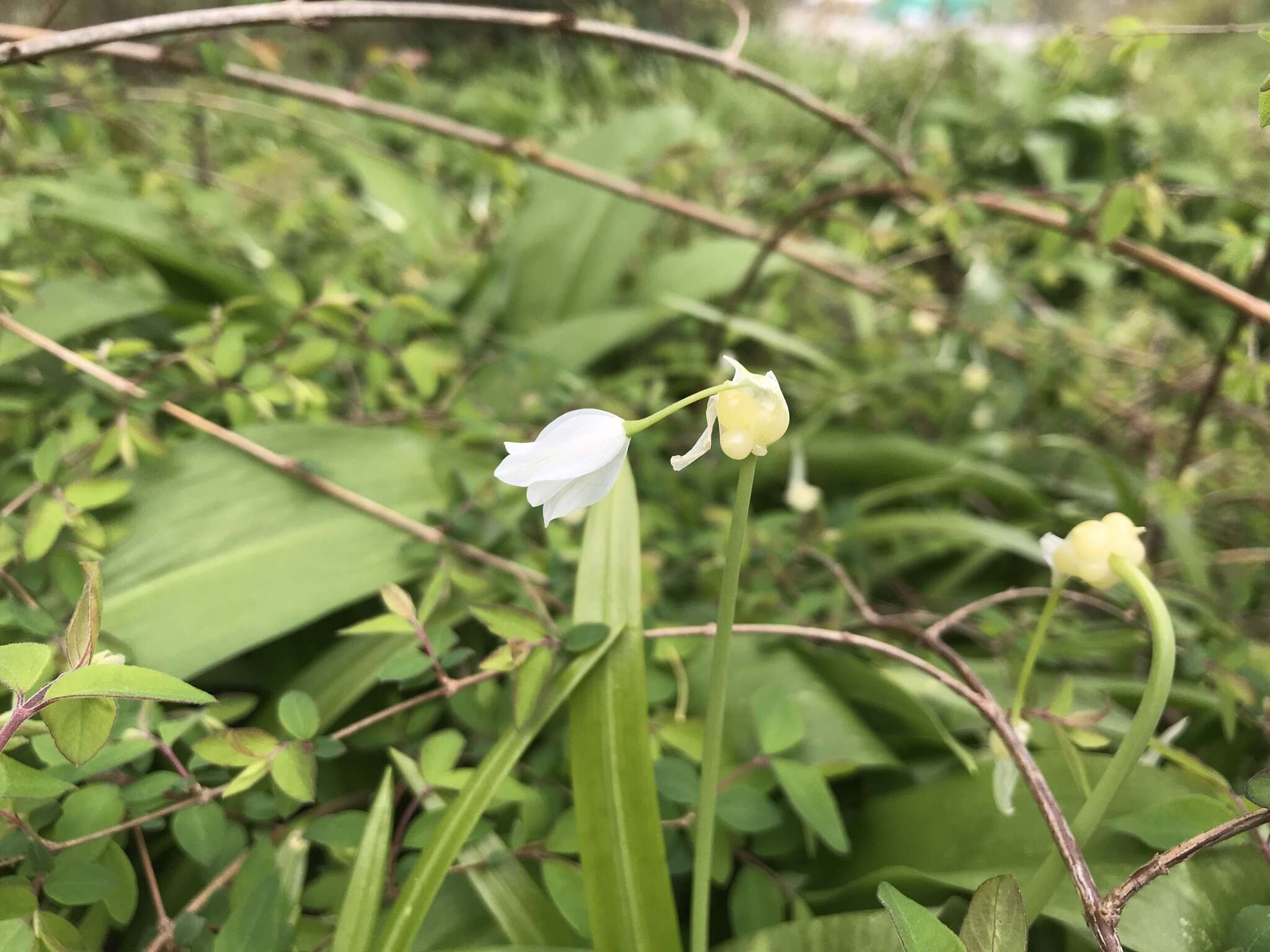 Image of few-flowered leek