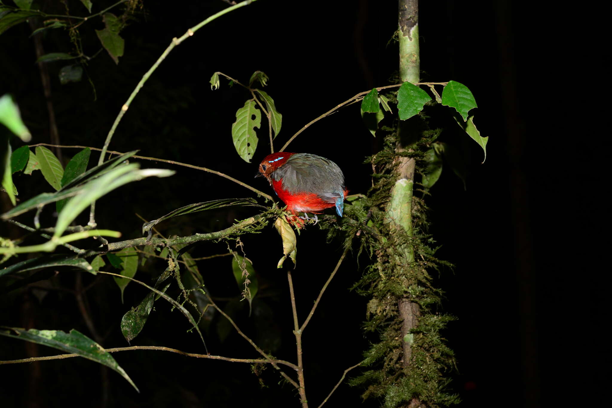 Image of Blue-banded Pitta