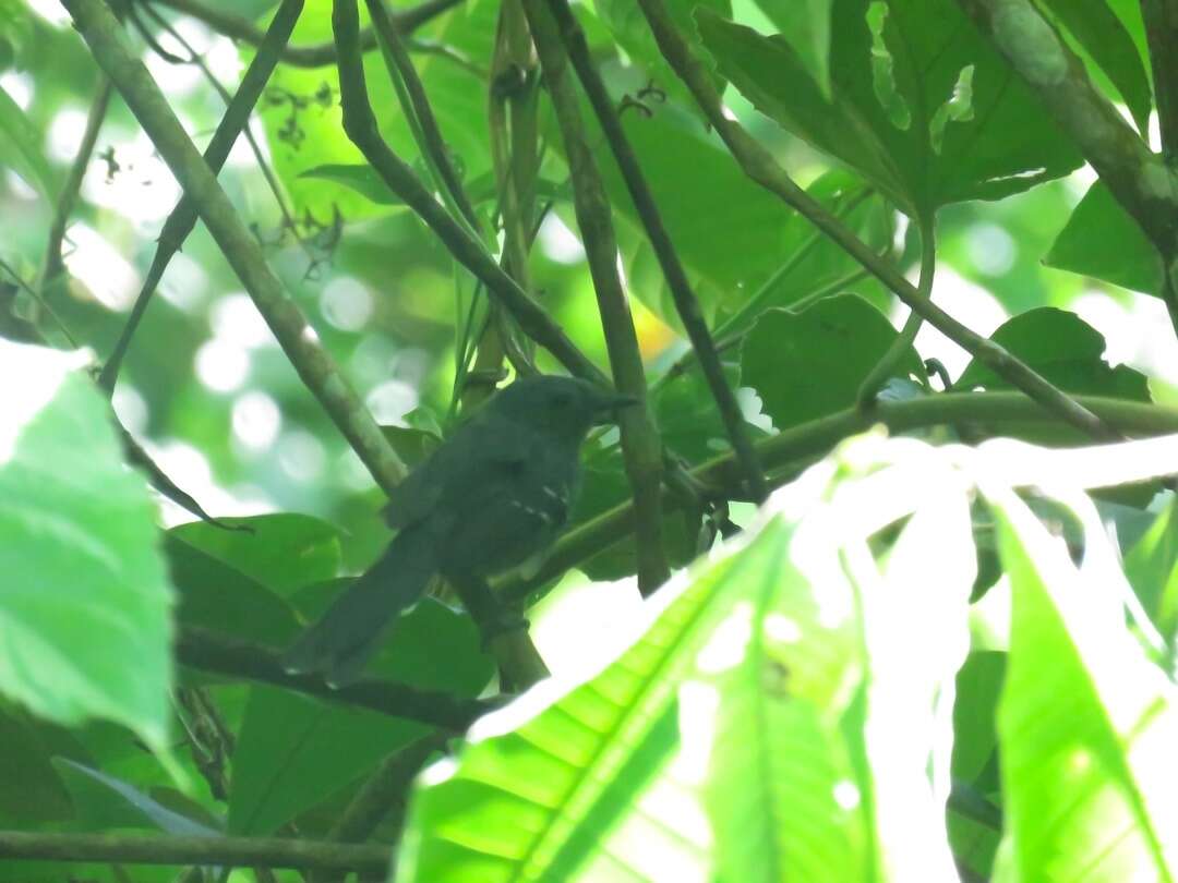 Image of Rio de Janeiro Antbird