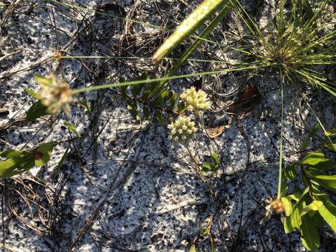 Image of Curtiss' milkweed