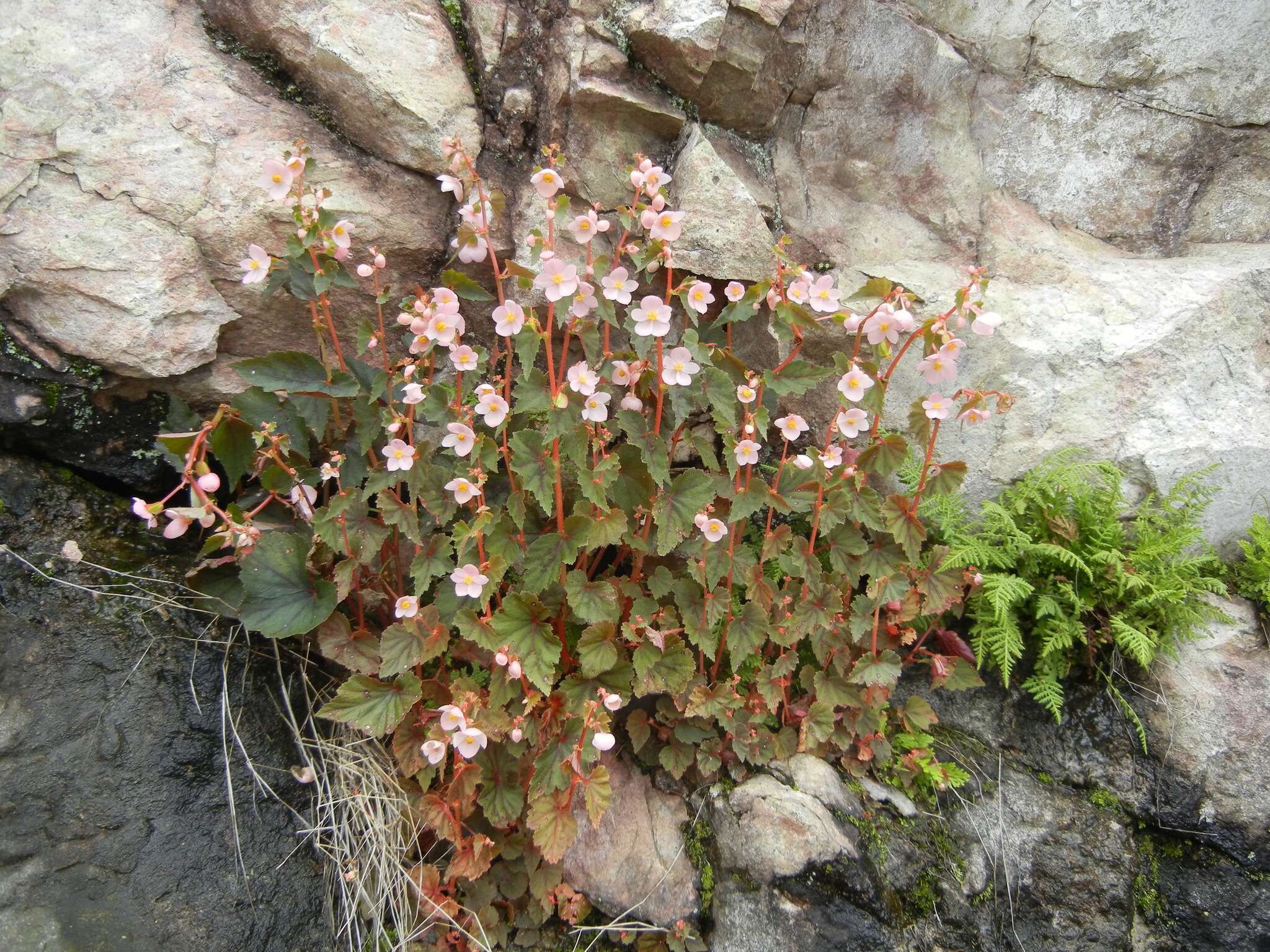 Image of Begonia gracilis Kunth