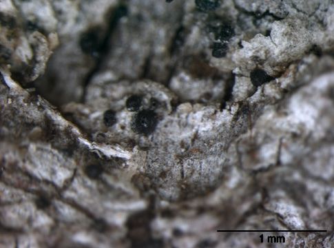 Image of anisomeridium lichen
